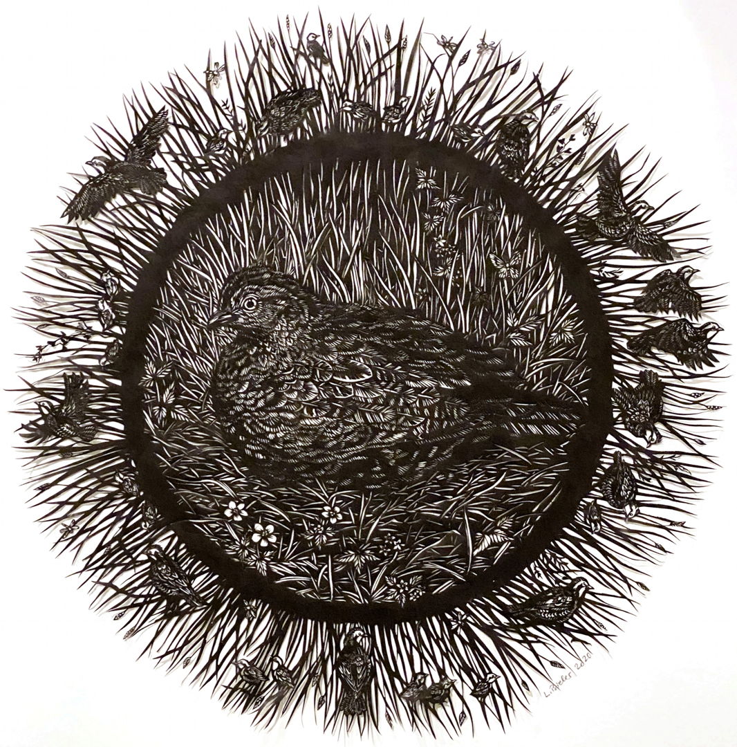 The bobwhite quails are shy  secretive birds and rely on camouflage to stay undetected but will flush into low flight if disturbed at close range. They need an environment of native grasses and wildflowers  which attract many insects  for example pollinators like bees and butterflies.