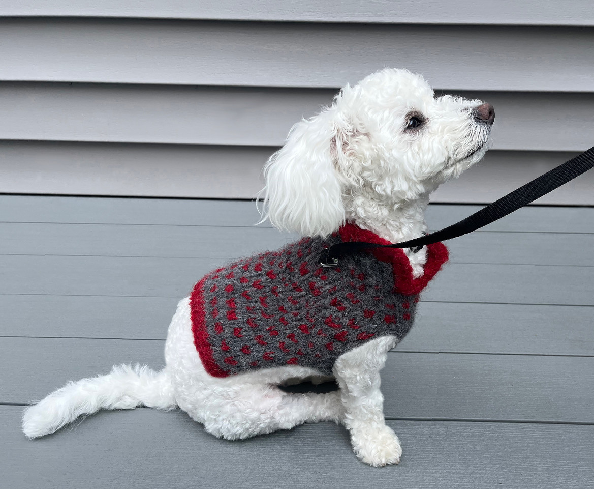dog sweater