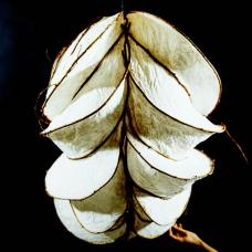 Paper &amp;amp; Vine